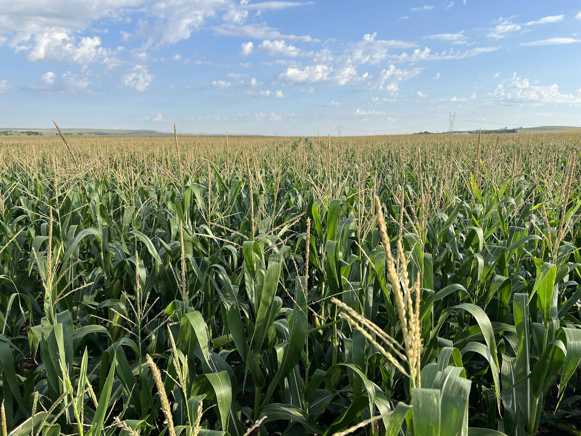 Cornfield in rural North Dakota near the Gevo facility