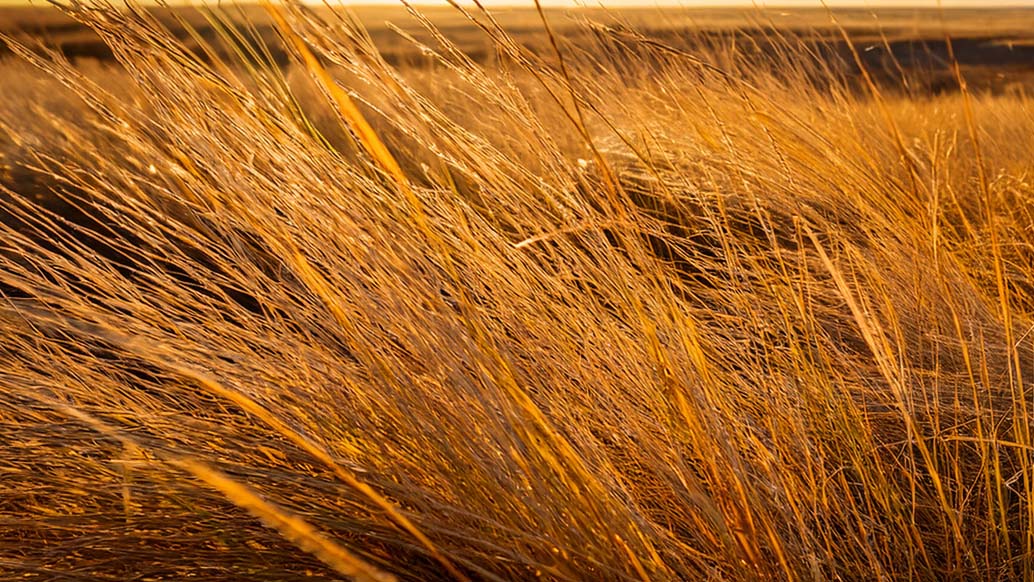 Prairie land